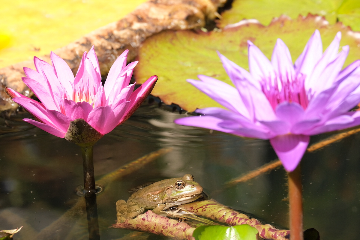Lotusbloemen in Jardin d'eau