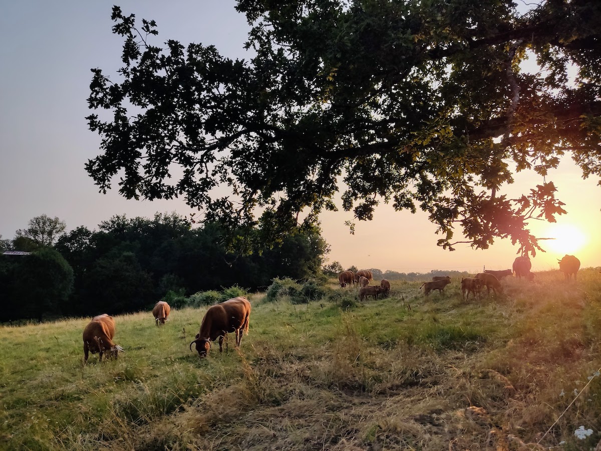 Uitzicht op la Roque Gageac